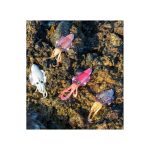 soupia-silikonis-akami-sepiadeb