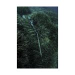 CRESSI-TRASINA-4