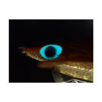 YAMASHITA-EGI-OH-K-3